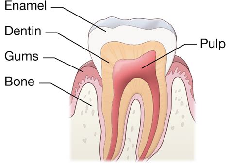 What is Tooth Enamel?