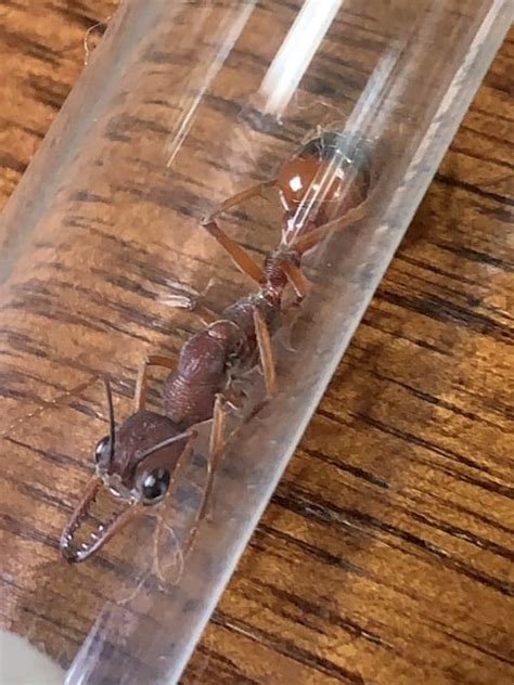 Myrmecia nigriscapa queen - Ants Online