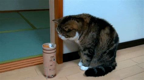 Котики испугались (GIF)