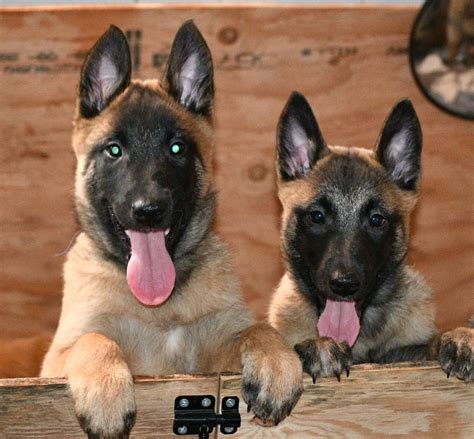 Belgian Malinois Puppies For Sale In California