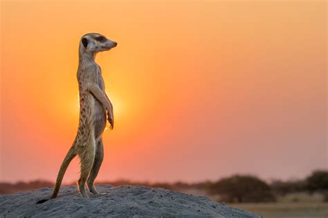 Meerkats: The Sentinels of the Savannah | BULB