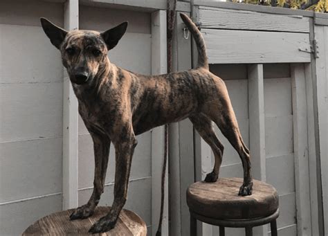 Taiwan Mountain Dog’s Temperament and Behavior | Taiwan Mountain Dog