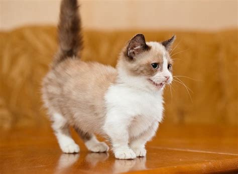 Самые маленькие породы кошек – список, описание, фото - ЖИВОЙ МИР