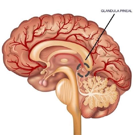 danza Aspirar Disfraz imanes glandula pineal roble Fatídico conversacion