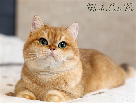 Британский кот окраса золотая шиншилла ny12 Себастьян - Британские ...