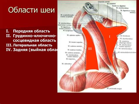 Общая миология. Мышцы головы и шеи - презентация онлайн