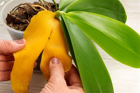 Orchid Leaves Turning Yellow? 6 Causes and How to Fix Them