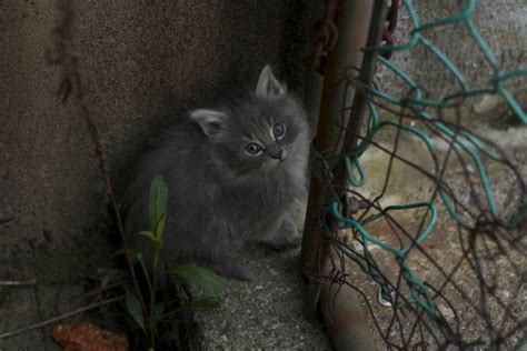 Homeless little kitten that's living under my house. : r/aww