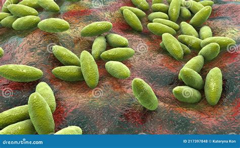 brucella bacteria illustration cartoondealercom