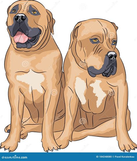 Boerboel, South African Mastiff Dog Digital Art Illustration Isolated