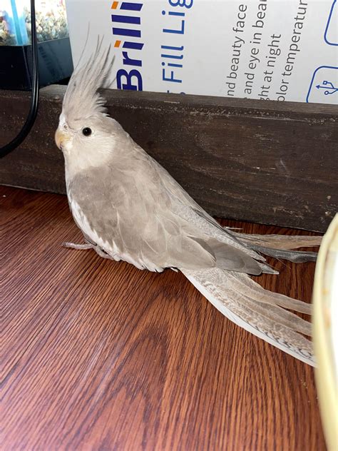 how do you cockatiel hyperactive cheap 1