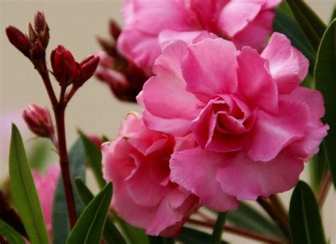 Олеандр — особенности выращивания в комнатных условиях | Flowers ...