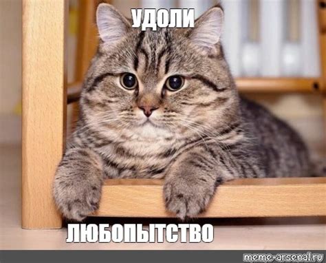 Meme: "УДОЛИ ЛЮБОПЫТСТВО" - All Templates - Meme-arsenal.com