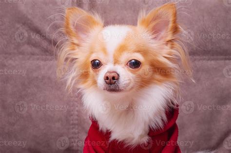 The chihuahua dog is white with red color in a burgundy hoodie. Pet. Portrait of a small breed