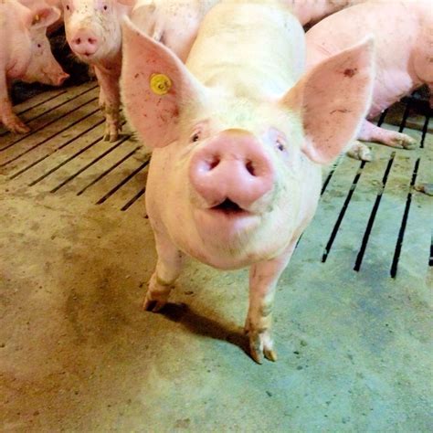 Big Pig Morally Right, Big Pigs, Hospital Doctor, Power Of Attorney ...