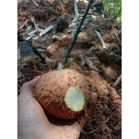 jual umbi gadung segar kgdioscorea hispida dennst shopee indonesia