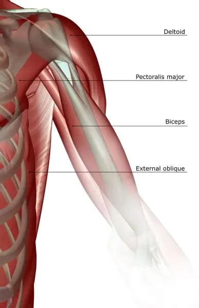 anatomy  bicep illustration   flexed arm showing bicep muscle