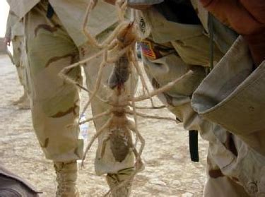 camel spider bite images symptoms treatments  facts drugs details