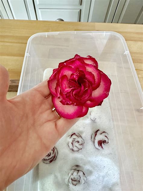 how to preserve roses 8