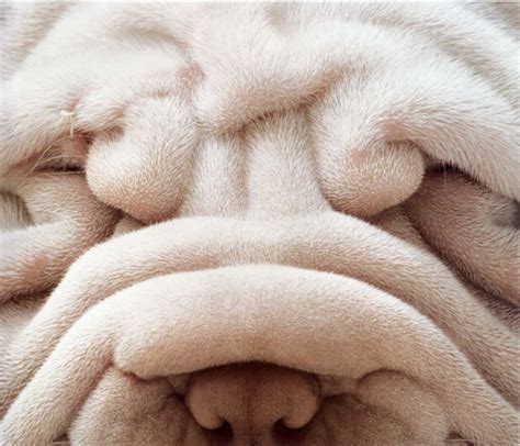 Why Are Shar Peis So Wrinkly