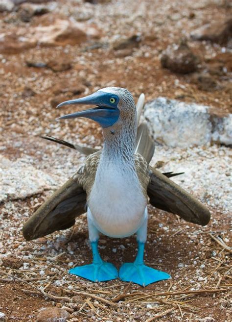 blue footed booby stock image image  island blue galapagos