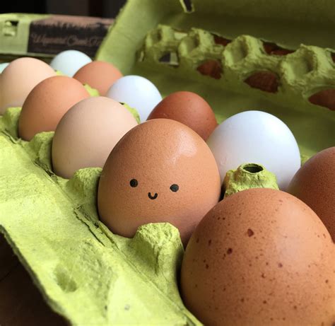 Ethical Eggs — Wayward Creek Farm