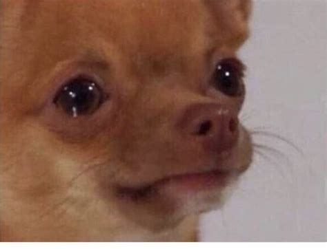 cute chihuahua dog meme