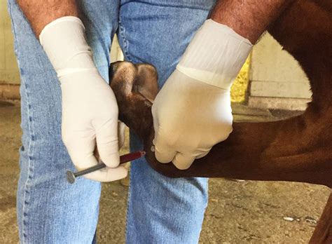 Autologous Blood Products for Horses - EquiManagement