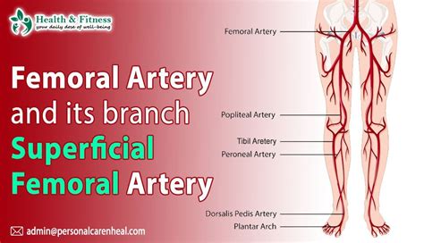 Femoral Artery and its branch superficial femoral artery | overview