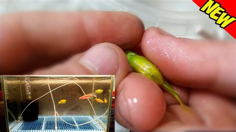 Как отнерестить данио глофиш и сцедить икру! Spawning aquarium fish ...