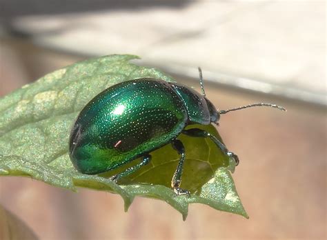 Листоед зелёный мятный (лат. Chrysolina herbacea).
