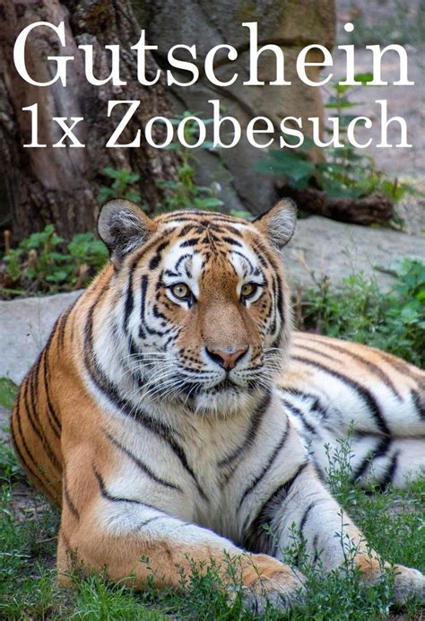 Gutscheinvorlage für den Zoo | Gutschein vorlage, Gutscheine, Geschenkideen