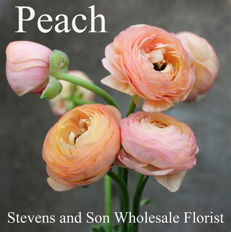 Ranunculus | Stevens and Son Wholesale Florist