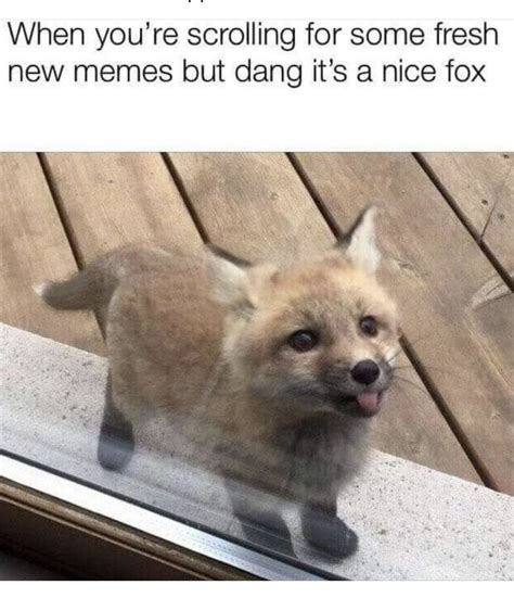 adorable animal memes   squee ers artofit
