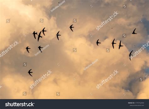 1,607 Flock of swifts Images, Stock Photos & Vectors | Shutterstock