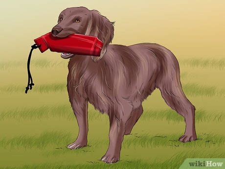 5 Emotional Support Dogs You Can Train To Heal The Invisible Wound