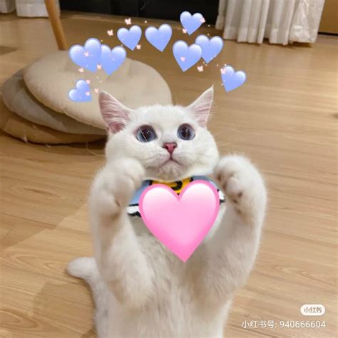 「ت︎ | 小ᴍɪᴀᴏᴍɪ」おしゃれまとめの人気アイデア｜Pinterest｜Chuu ت | 可愛すぎる動物, ペット, 動物