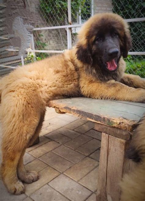 Leonberger puppy female – Dogs Jelena Dog Shows