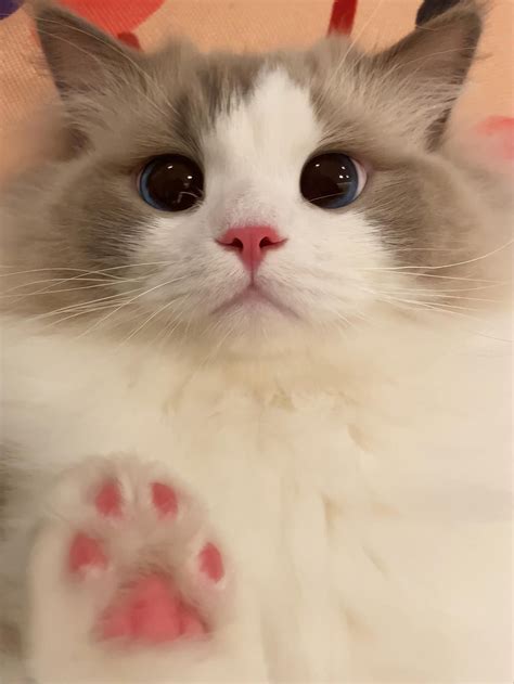 Pin on Cats