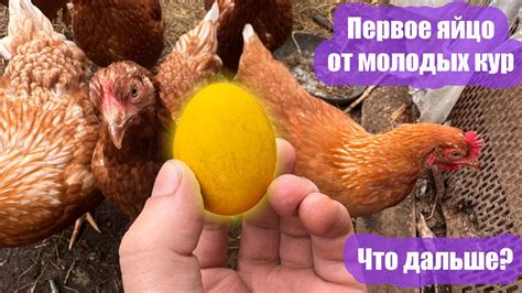 Когда начинают нестись куры? Первое яйцо от молодых кур. - YouTube