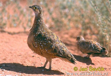 Burchell´s Sandgrouse Photos, Burchell´s Sandgrouse Images, Nature ...
