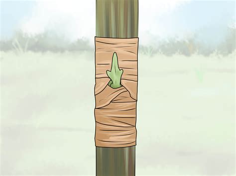 3 Ways to Do Budding in Plants - wikiHow