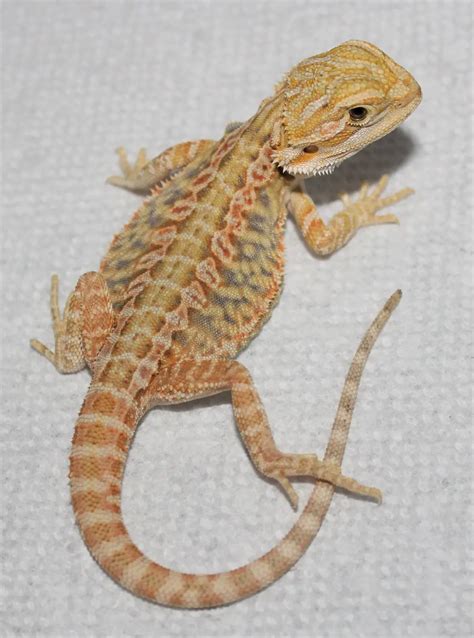 10 Bearded Dragon Morphs & Colors (#10 IS SUPER RARE)