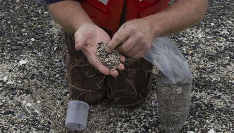 healthy forage fish habitat imperative  salmon recovery northwest