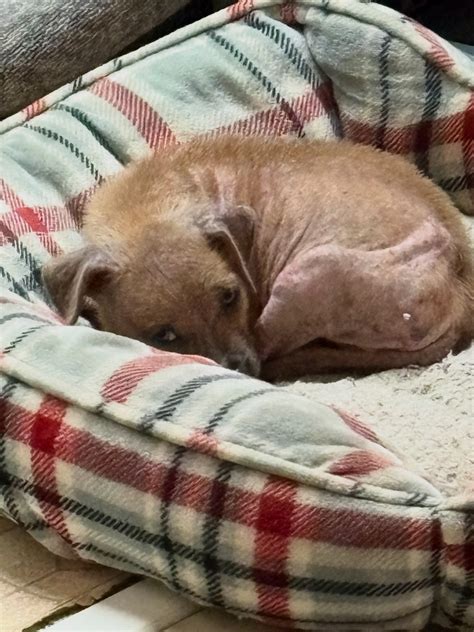 Streetdog Foundation - 🚨 RESCUE UPDATE 🚨 Mama has been reunited with