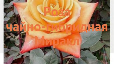 Роза чайно-гибридная Миракл (miracle rose hybrid tea) 🌿 обзор: как ...