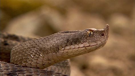 ≫ VÍBORA HOCICUDA - serpientesvenenosas.info