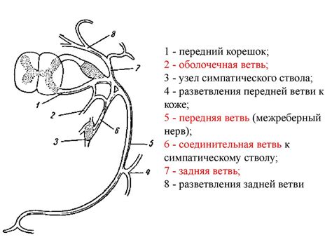 Спинномозговые нервы. Шейное и плечевое сплетения - презентация онлайн