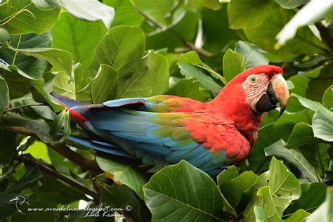 Guacamayo rojo (Green-winged Macaw) Ara chloropterus » Focusing on Wildlife