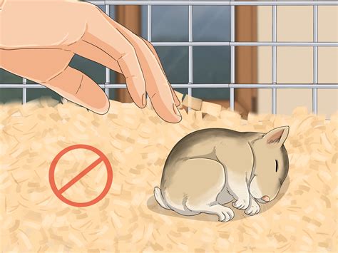 guide to hamster biting fast 2